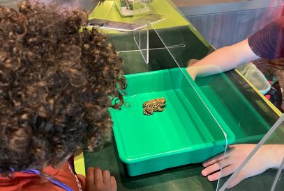 Kindergartner looks at tiny frog that is being shown by museum staff during a field trip.